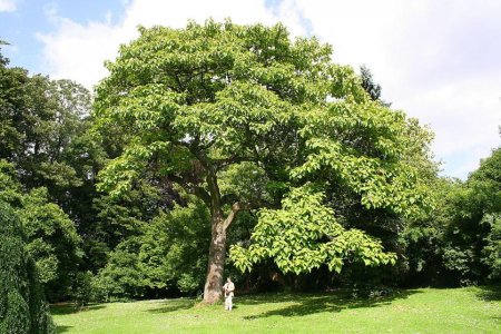 Paulownia_tomentosa_JPG2a.jpg
