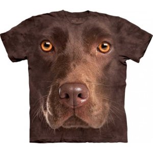 chocolate-lab-face.jpg