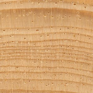 pinyon-pine-endgrain-zoom.jpg