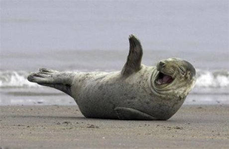 6-funny-laughing-animals-2-4-7-9-0-3-2-4-5-6-8-1-2-3-4.jpg 6-funny-laughing-animals-2-4-7-9-0-3-2-4-5-6-8-1-2-3-4.jpg