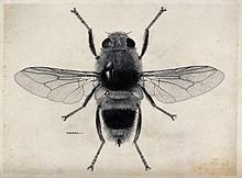 The_ox_warble_fly_(Hypoderma_bovis)._Pen_and_ink_drawing_by_Wellcome_V0022585.jpg