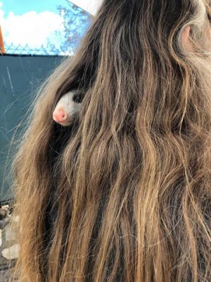 49549306_10156551868643283_7691455595777359872_n.jpg 49549306_10156551868643283_7691455595777359872_n.jpg