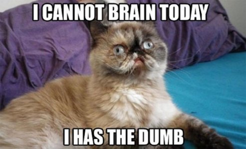 Cat4_imgur-5aab02cbff1b78003653092c.jpg