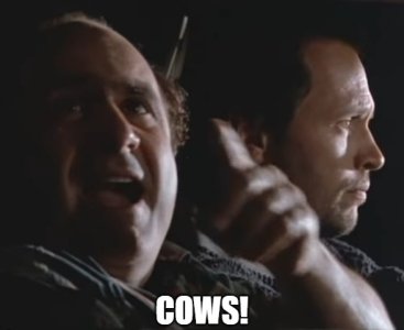 cows.jpg