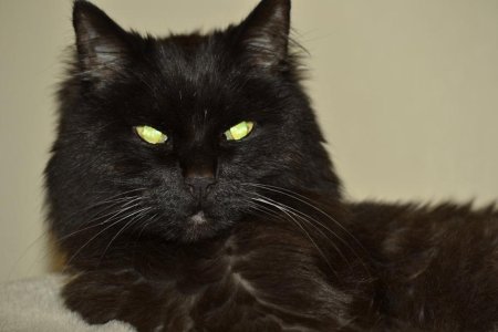 Best Cat.jpg