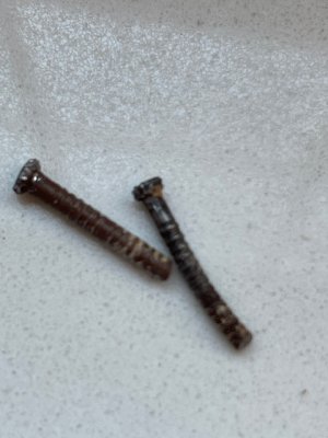 actual nails.jpg
