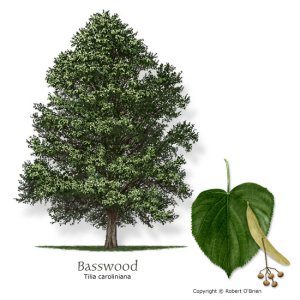 basswood-02.jpg