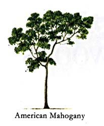 mahog-tree.jpg