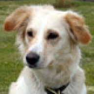 YellowDog