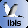 ibis