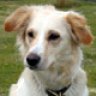 YellowDog