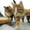 furball49