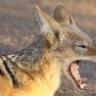 Jackal