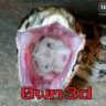 RatPoison