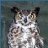 The Owl