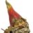 gnomefiddler