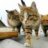 furball49