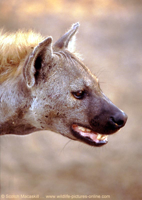 hyenakp02.jpg