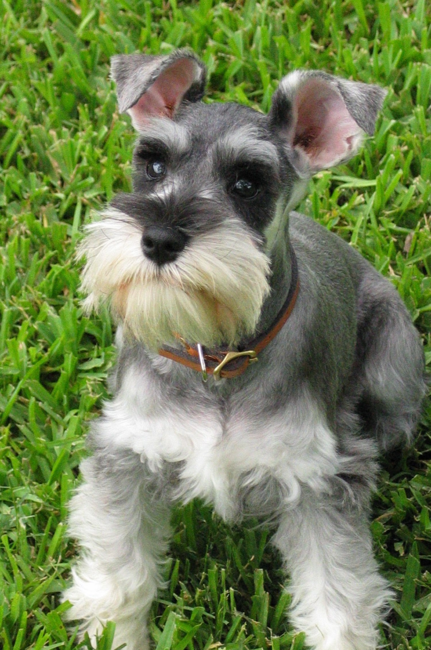 nice-schnauzer-standard-dog-photo.jpg