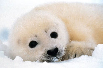 baby+seal.jpg