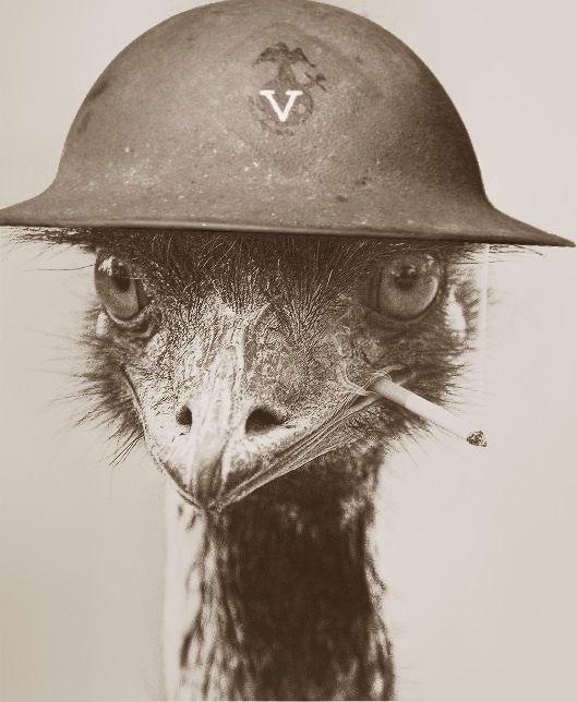bef125cfa0483b2f1743d3afe70cc4a7--emu-war-i-have-a-dream.jpg