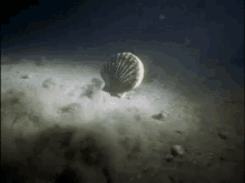 scallop-swim.gif