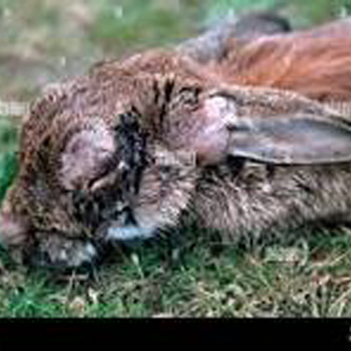 petecrossley.bandcamp.com