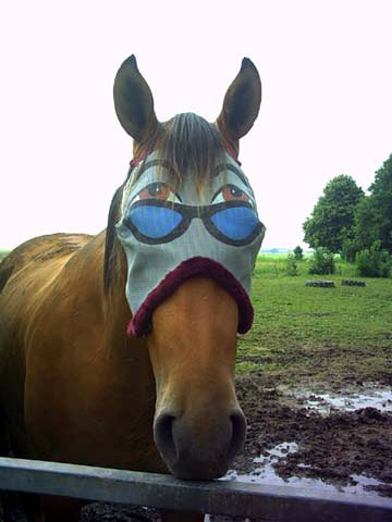horse%20with%20blinders.jpg