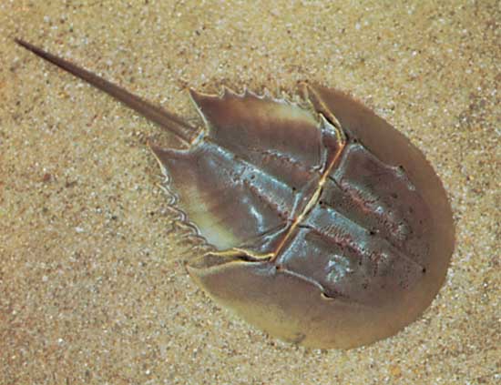 horseshoe-crab.jpg