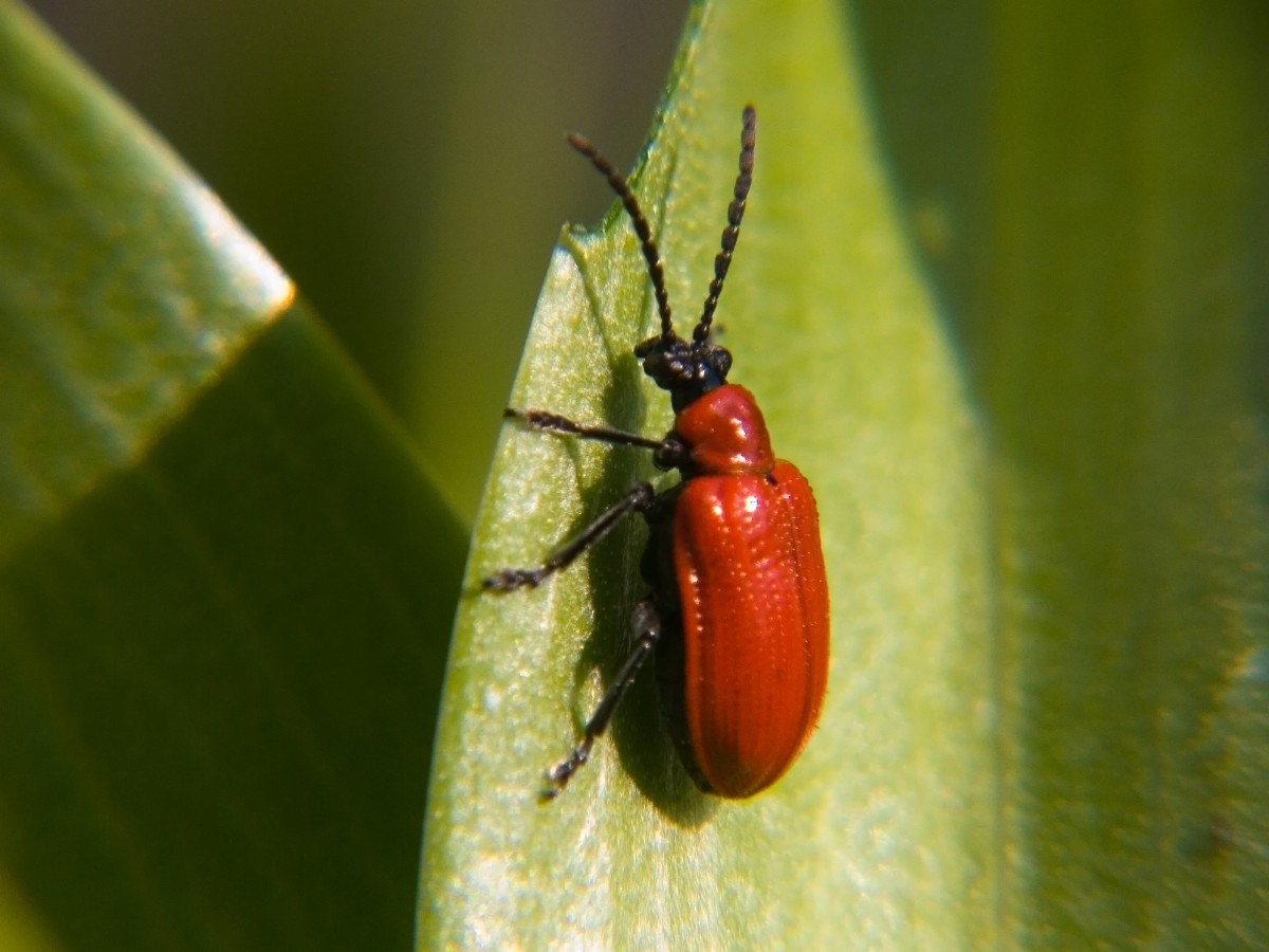 red-bug.jpg