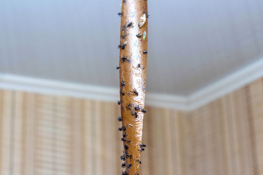 Fly-Strip-Trap.jpg